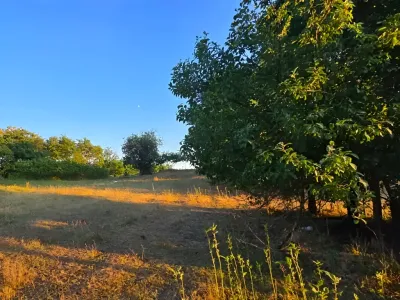 teren verdeata vanzare cumparare Valea lui Mihai Bihor copaci